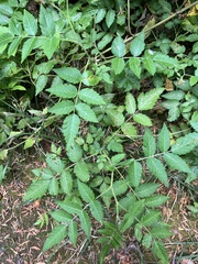 Rubus rosifolius