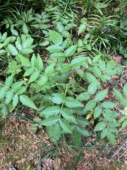 Rubus rosifolius