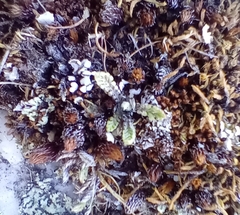 Leptinella conjuncta