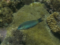 Thalassoma genivittatum