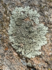 Lichinaceae