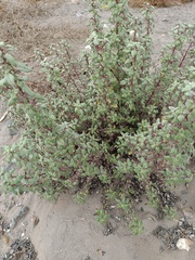 Forsskaolea tenacissima