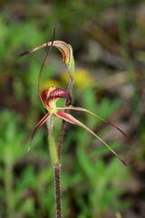 Caladenia ampla