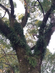 Lepisorus thunbergianus