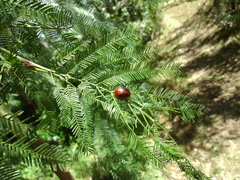 Dicranosterna immaculata