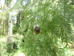 Dicranosterna immaculata