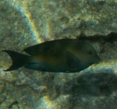 Acanthuridae