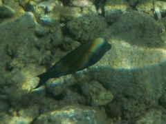 Acanthuridae