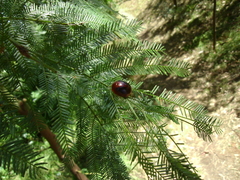 Dicranosterna immaculata