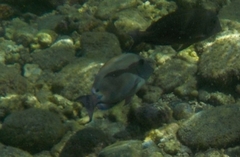 Acanthuridae