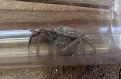 Bassaniana utahensis