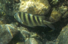 Abudefduf septemfasciatus