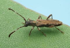 Cerambycidae
