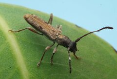 Cerambycidae