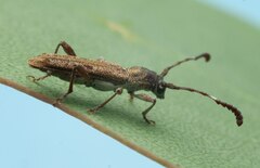 Cerambycidae