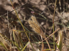Chloris virgata