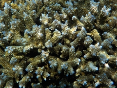 Cnidaria