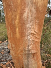Angophora leiocarpa