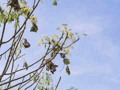 Gyrocarpus americanus