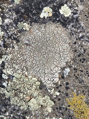 Lichinaceae
