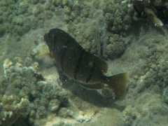 Acanthurus triostegus