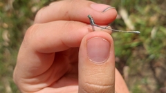 Rhadinosticta simplex