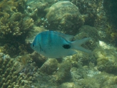 Abudefduf sparoides