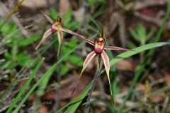 Caladenia ampla