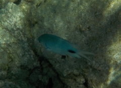Abudefduf sparoides