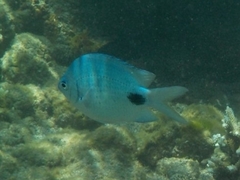 Abudefduf sparoides
