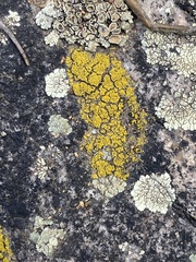 Candelariella