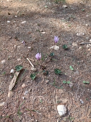 Cyclamen graecum graecum