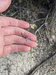 Thelymitra pulchella