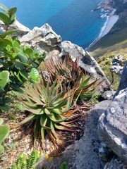 Aloe succotrina