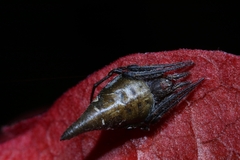 Eriovixia pseudocentrodes