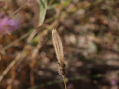 Chloris virgata