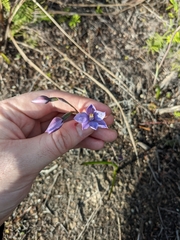 Thelymitra pulchella