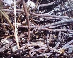 Muehlenbeckia ephedroides