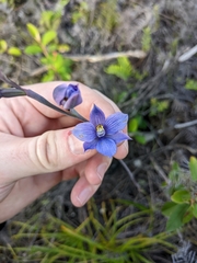 Thelymitra pulchella