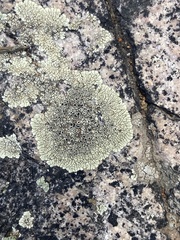 Lichinaceae