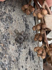 Eucalyptus hallii