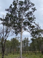 Eucalyptus hallii