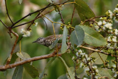 Ramsayornis fasciatus