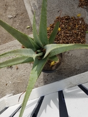 Aloe vera