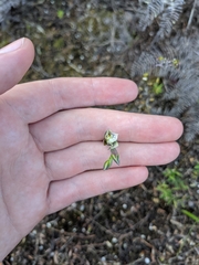 Thelymitra pulchella