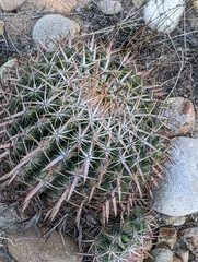 Ferocactus viridescens