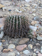 Ferocactus viridescens