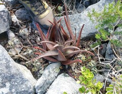 Aloe succotrina