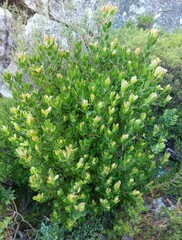 Leucadendron strobilinum