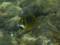 Chaetodon lunula